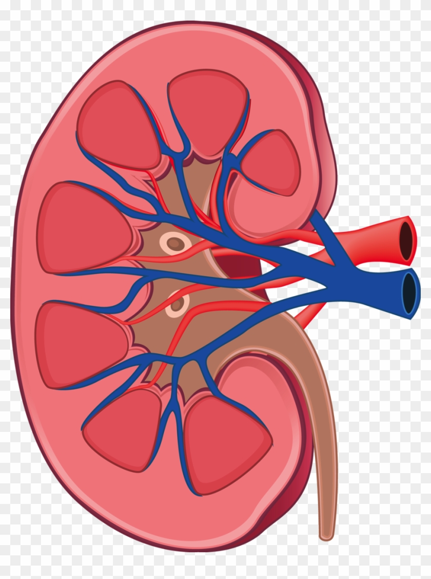 Kidney Png Clipart #4018585