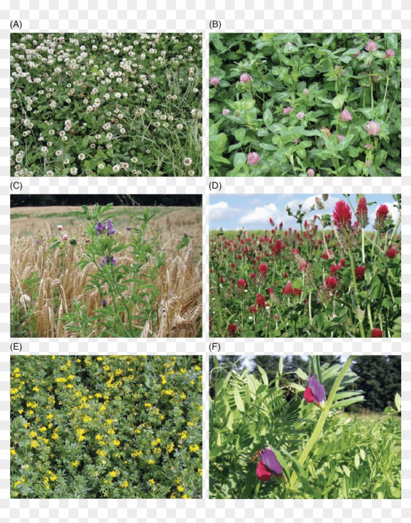 Legume Species Suitable For Green Manures - Tulip Clipart #4018952