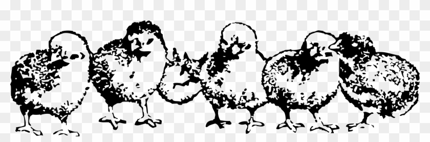Chicks Png - Black And White Baby Chicks Clip Art Transparent Png #4021164