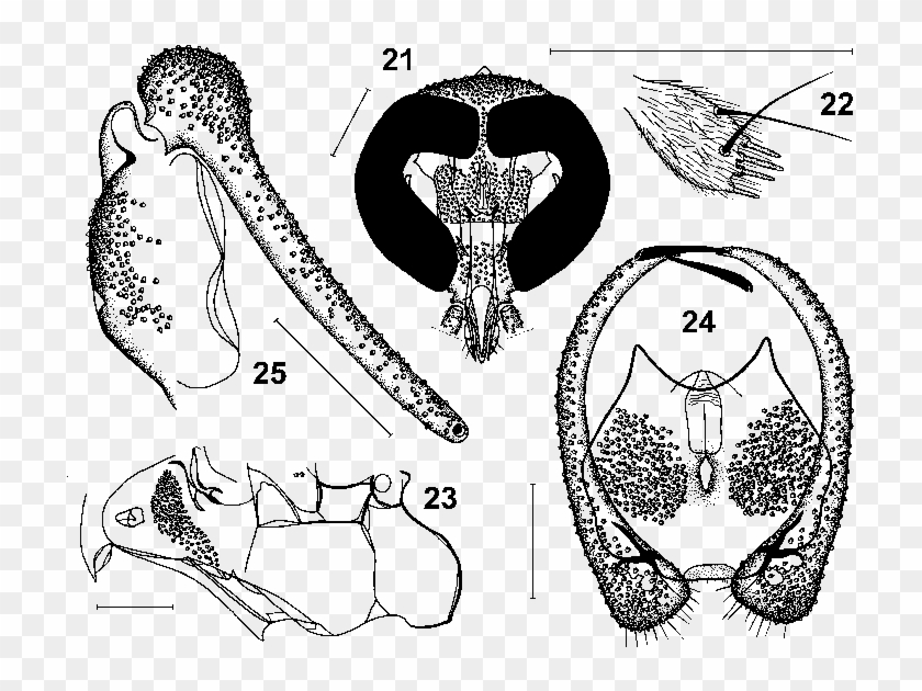21 Head - Drawing Clipart #4021233