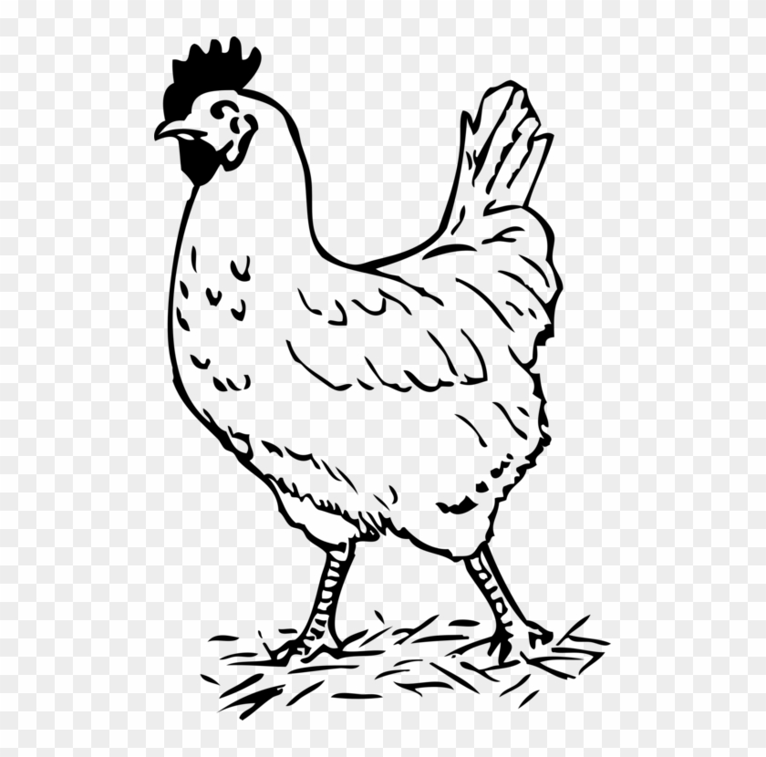 Silkie Black And White Galliformes Hen Poultry - Hen Black And White Clipart