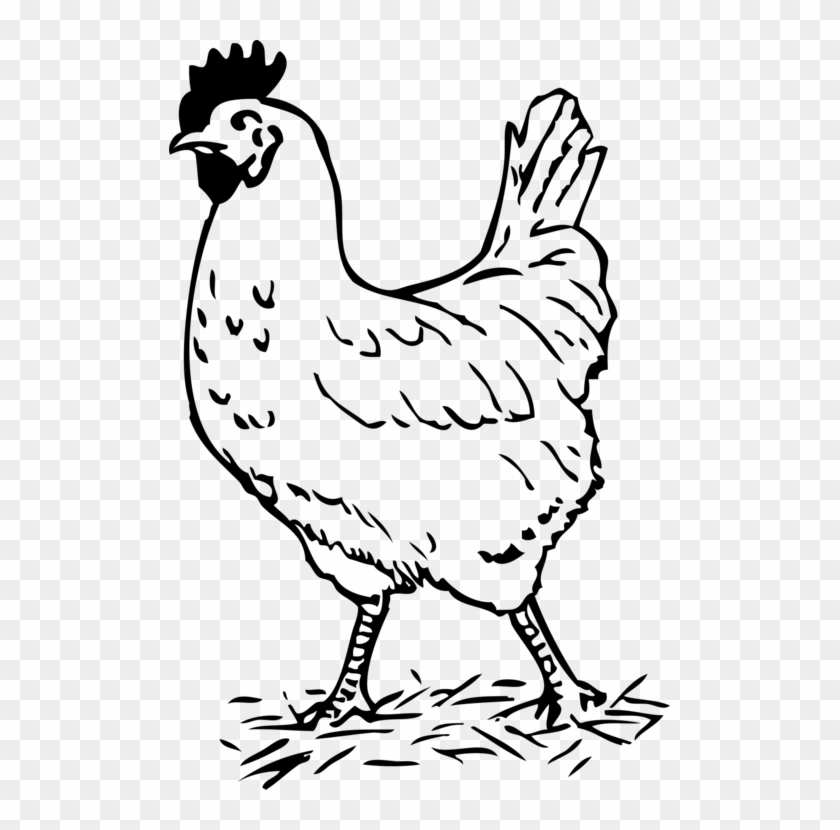 Silkie Black And White Galliformes Hen Poultry - Hen Black And White Clipart #4023706