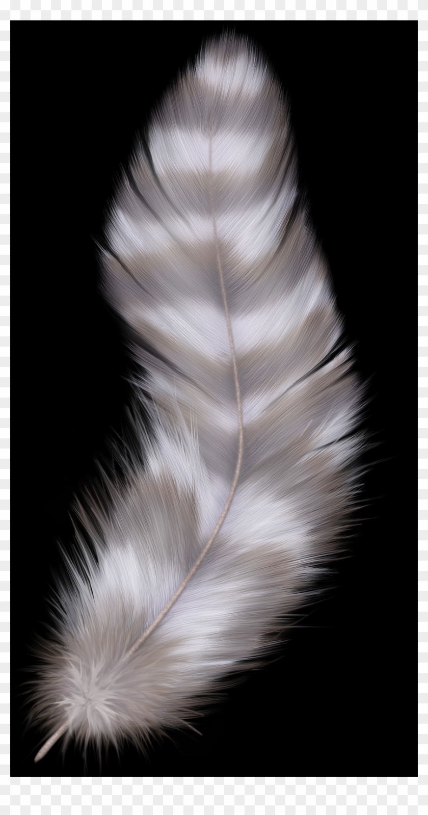 羽毛 素材 Clipart