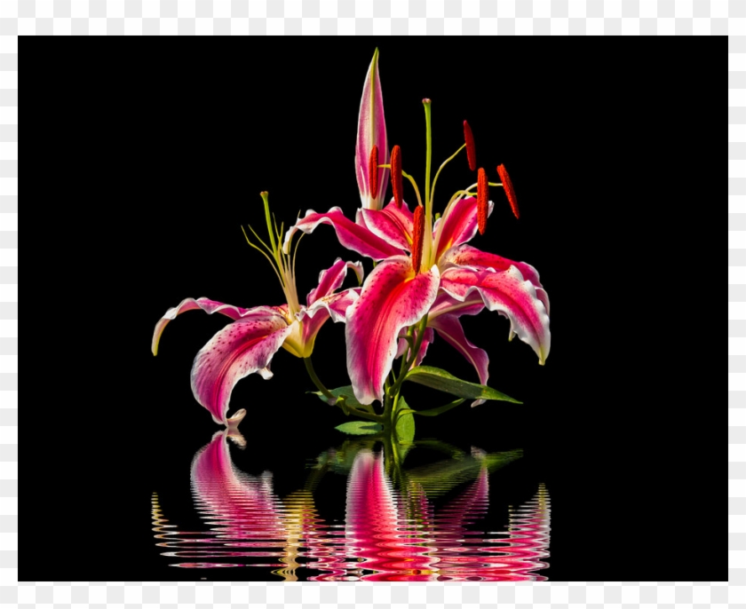 2 - Lily Clipart