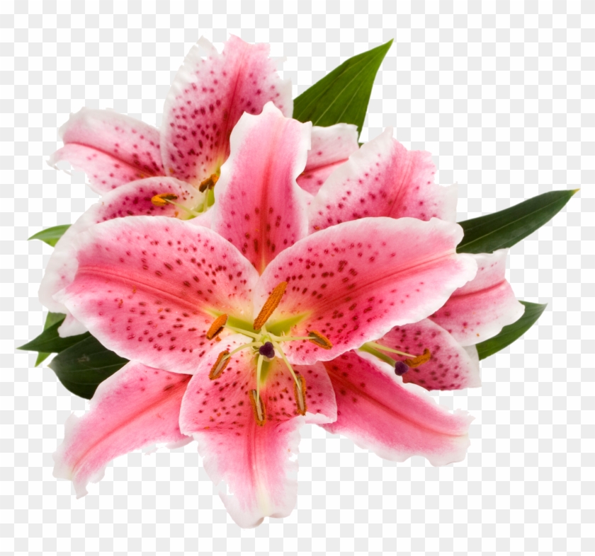 Ecoscents Stargazer Lily Wax Melts , Pink (2298x2298), - Stargazer Png Clipart