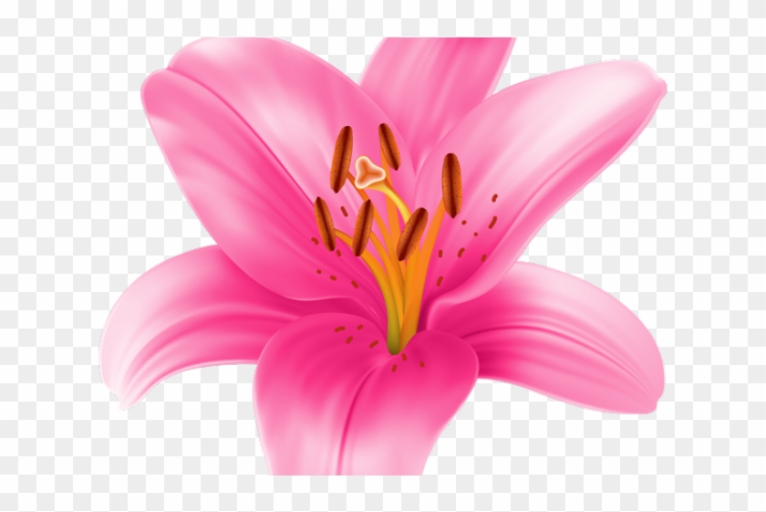 Stargazer Lily Cliparts - Pink Lily Flower Clipart - Png Download