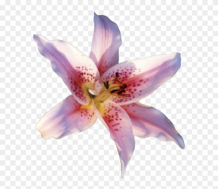 Part 1 Of - Lily Flower Gif Png Clipart #4027602
