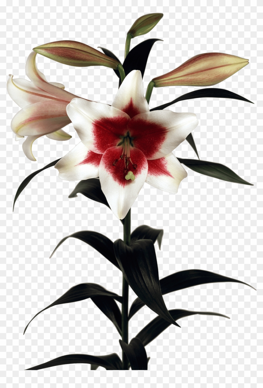 Triumphator - Lily Clipart #4027735