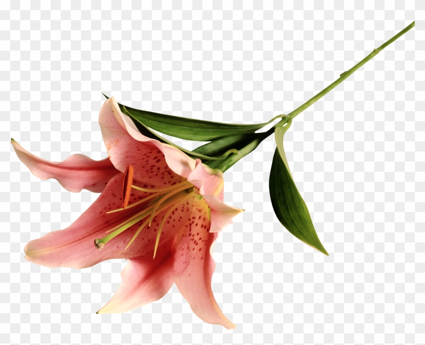 Stargazer Lily Clipart , Png Download - Stargazer Lily Transparent Png #4027899
