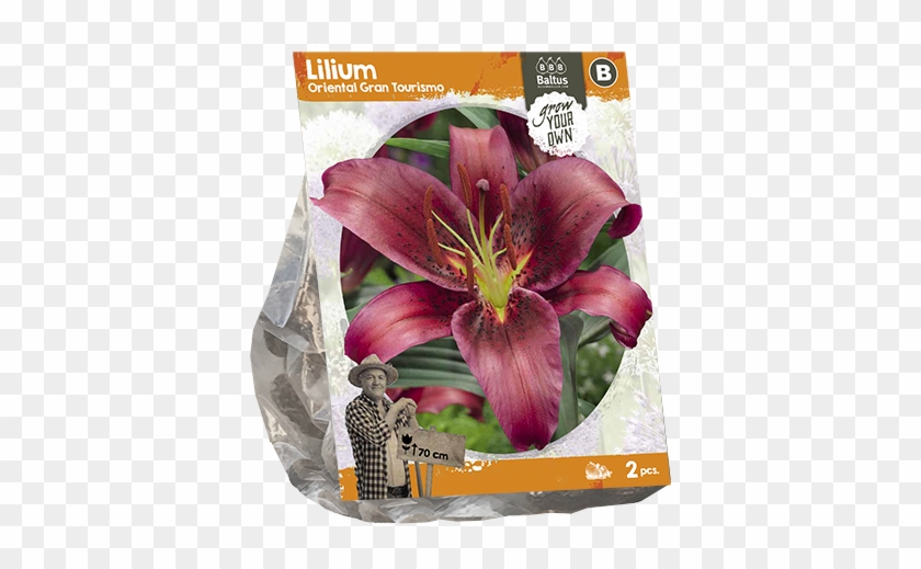 222450 Lilium Oriental Gran Tourismo Per 2 - Saffron Crocus Clipart #4027953