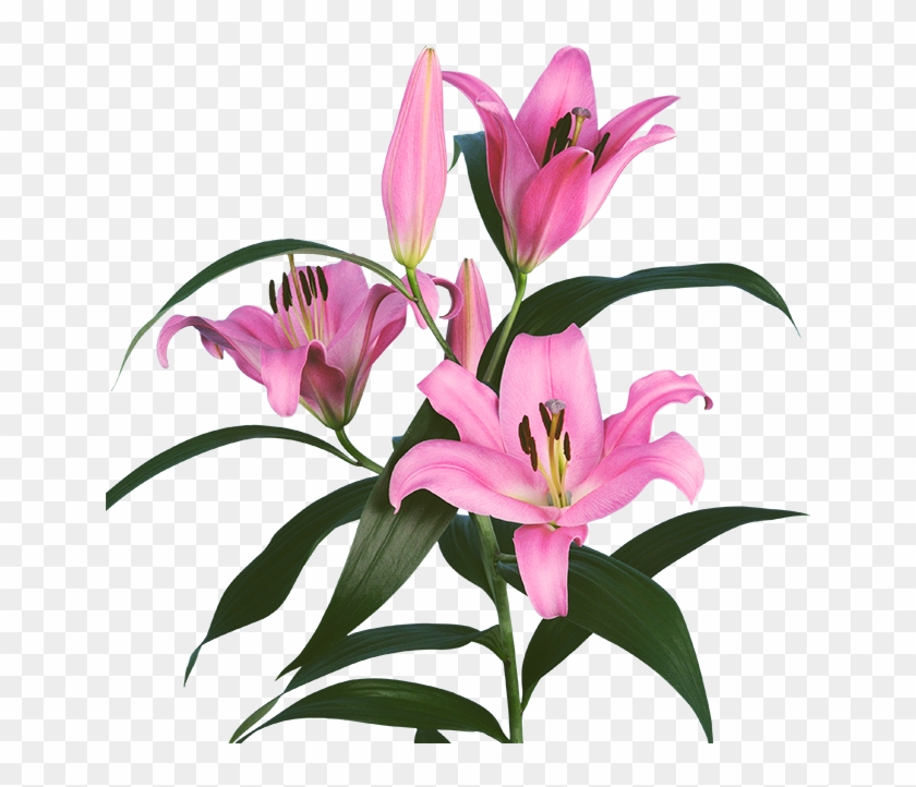 Our Product Portfolio - Oriental Lily Pink Palace Clipart
