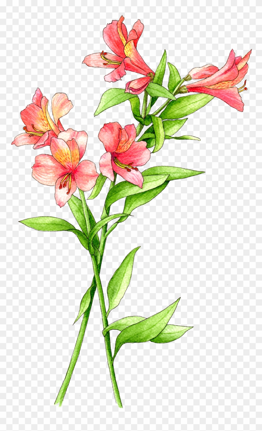 Illustration By Helen Krayenhoff - Peruvian Lily Clipart #4028392