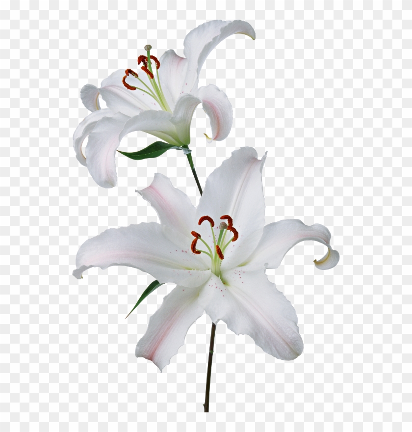 White Lilies - White Lilies Png Transparent Clipart