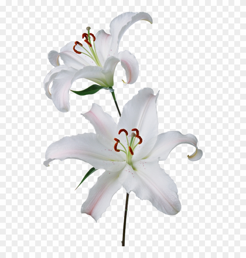 White Lilies - White Lilies Png Transparent Clipart #4028684