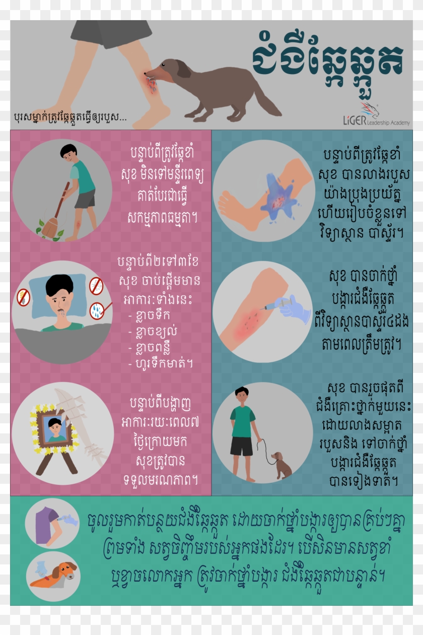 The Educational Poster About The Treatments For Your - Kangaroo Clipart