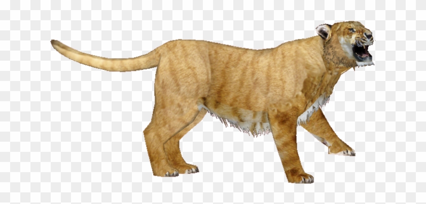 Posted Image - Masai Lion Clipart