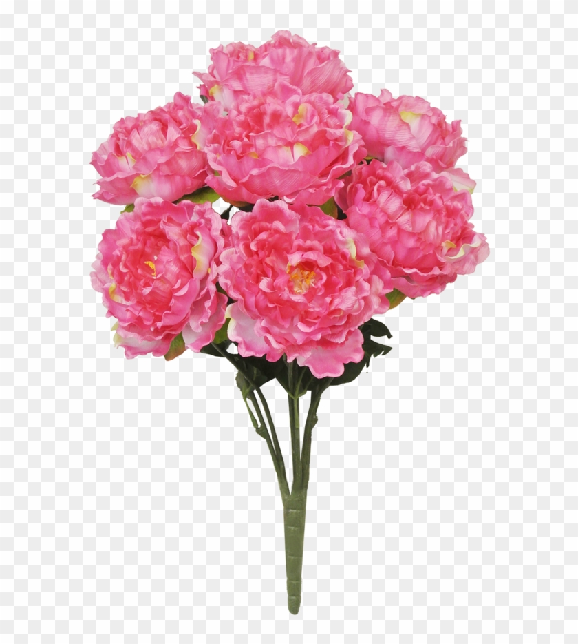 22" Peony Bush - Common Peony Clipart