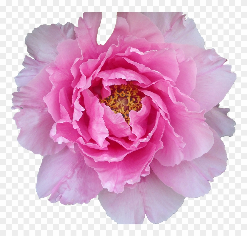 Pelagonie Pink Violet Purple Png Image - Asia Flower Png Clipart