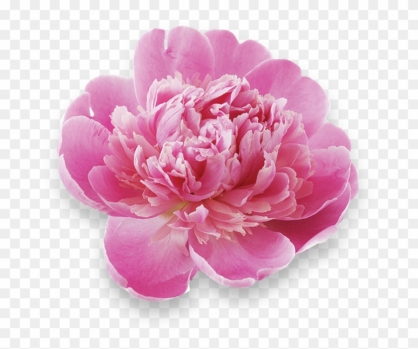 Common Peony Clipart #4031445