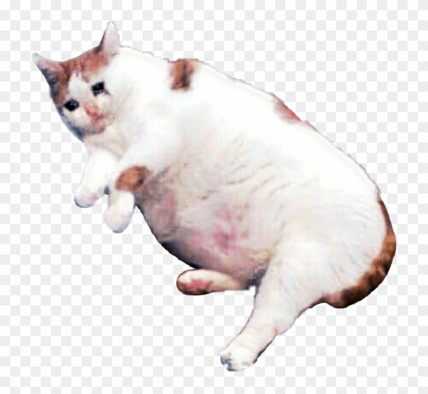 Catsofpicsart Cat Sad Meme Sticker By Kananessuno - Sad Cats Meme Png Clipart #4032860
