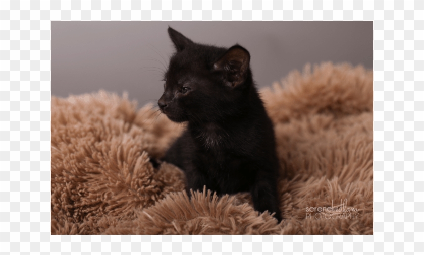 Photo Of Jackson Storm Nc689 - Black Cat Clipart #4033038