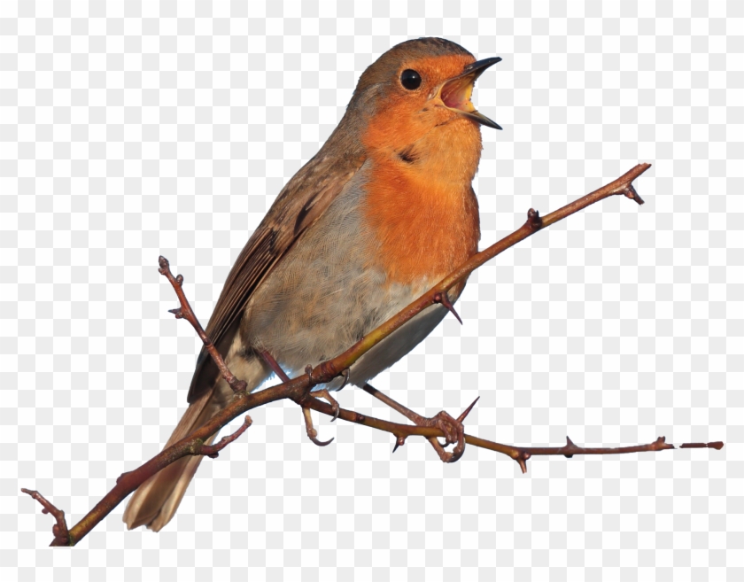 Png File - European Robin Clipart