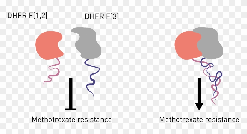 Protein Fragment Complementation Assays Used To Visualise Clipart