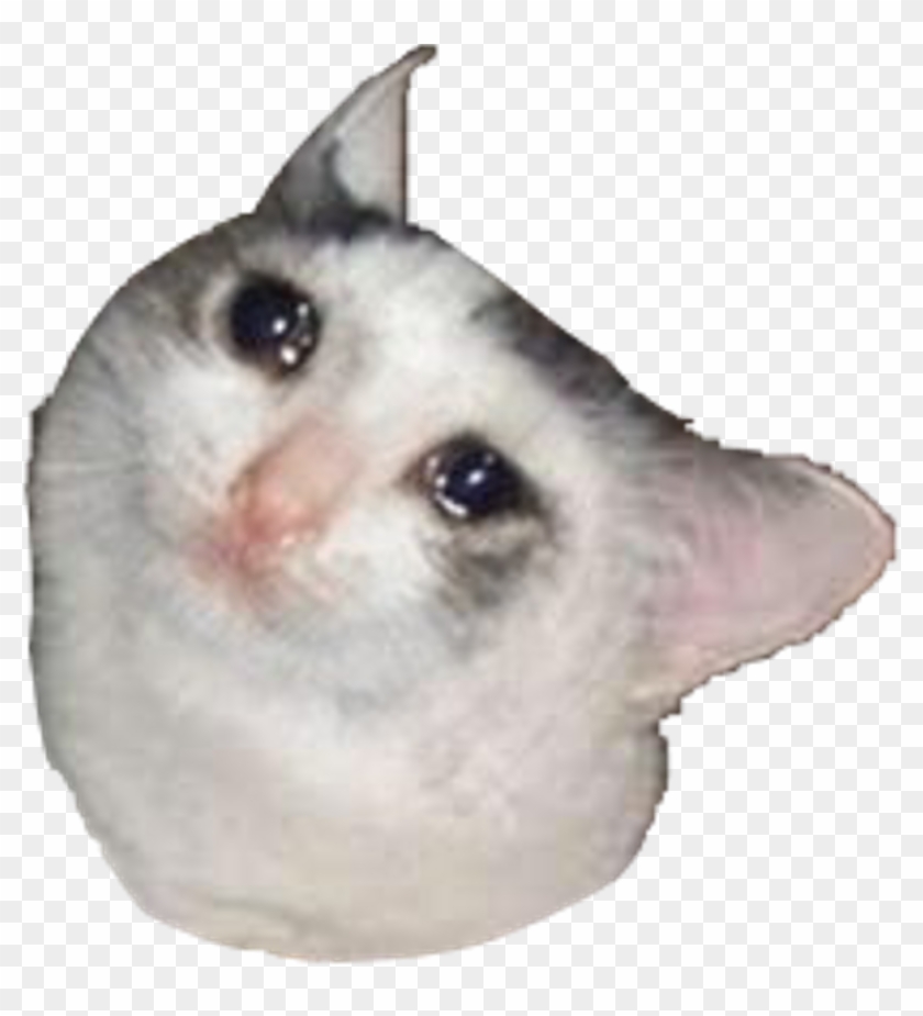 Sad Crying Cat Meme - Have Nothing To Live For Meme Clipart