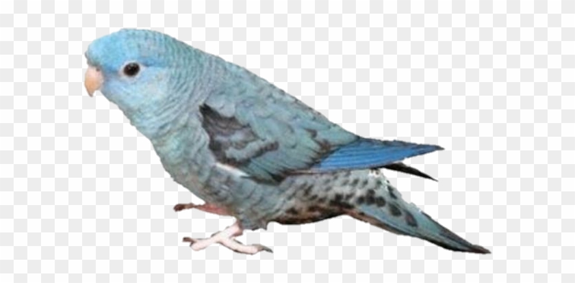 Image - Hatoful Boyfriend Clipart #4033699