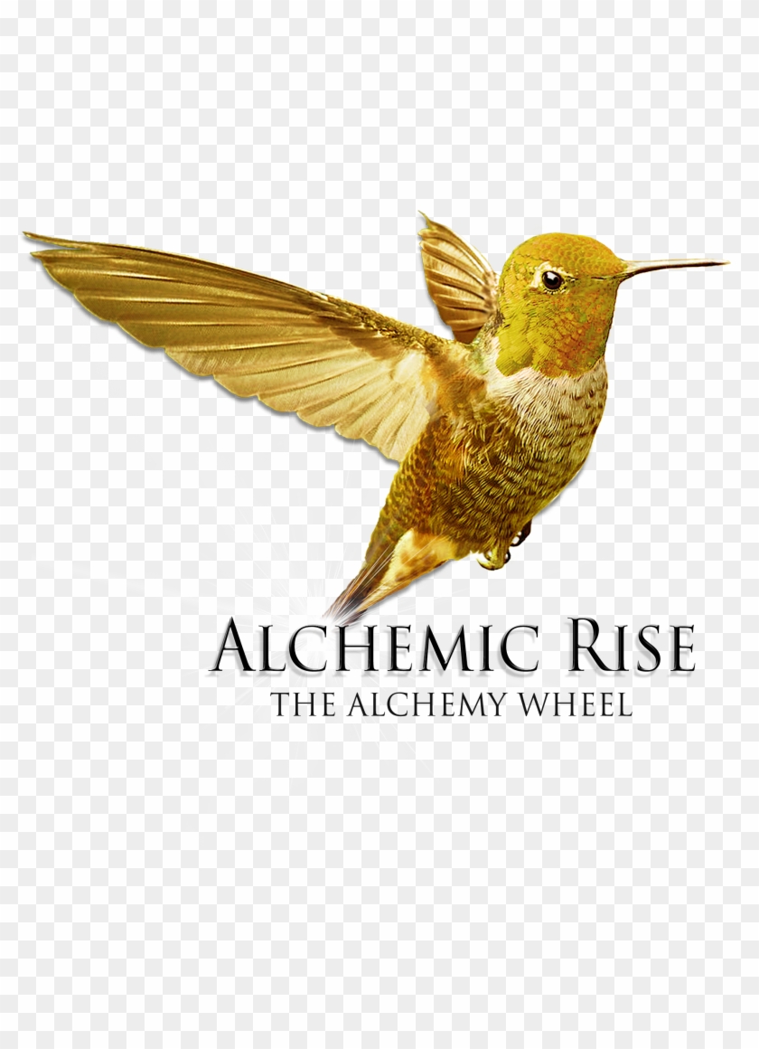 Rufous Hummingbird Clipart #4033987