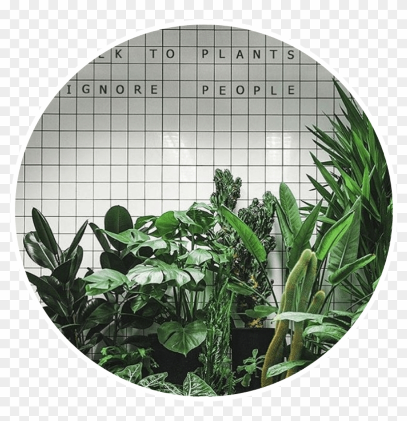 Greenaesthetic Green Aesthetic Plants - Talk To Plants Ignore People Clipart