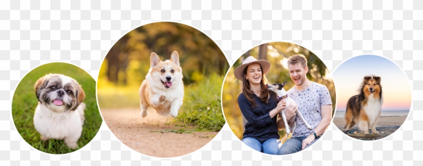 Choose Your Session Type - Pembroke Welsh Corgi Clipart #4037086