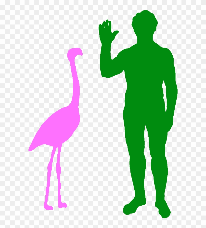 A Typical Greater Flamingo And A Human - Size Of A Flamingo Clipart #4037214