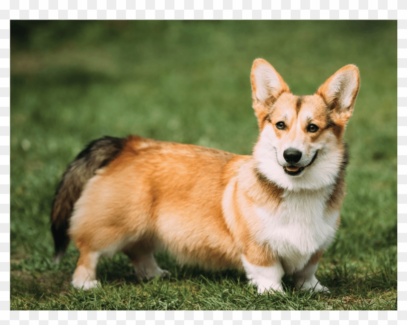 Pembroke Welsh Corgi Clipart