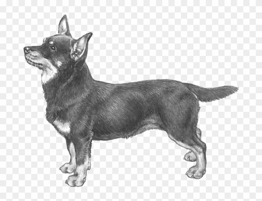 Lancashire Heeler - Lancashire Heeler Pencil Drawing Clipart