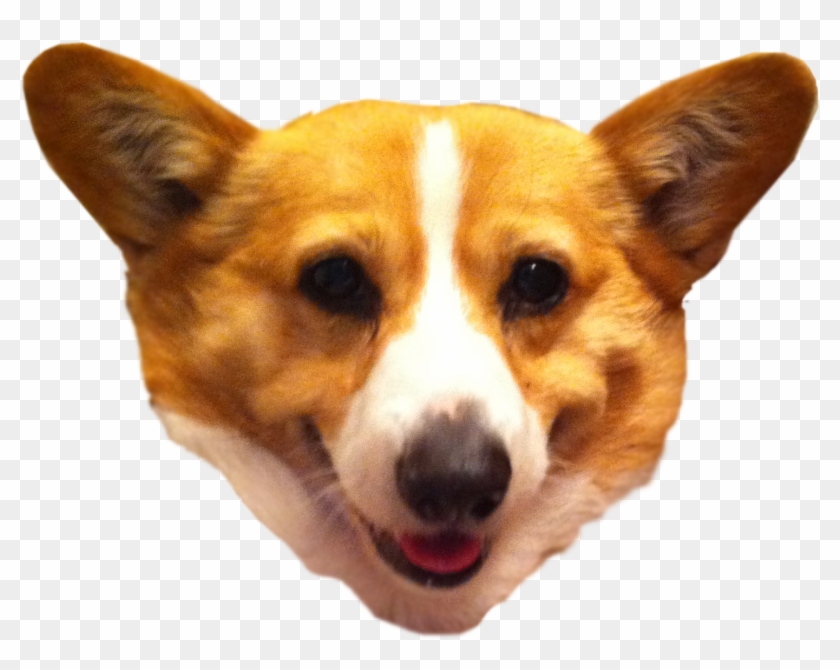Icritter - - Transparent Background Corgi Head Clipart #4037453