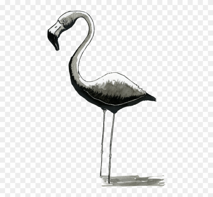 Logo Para Aitor Flamingos 4 - Greater Flamingo Clipart