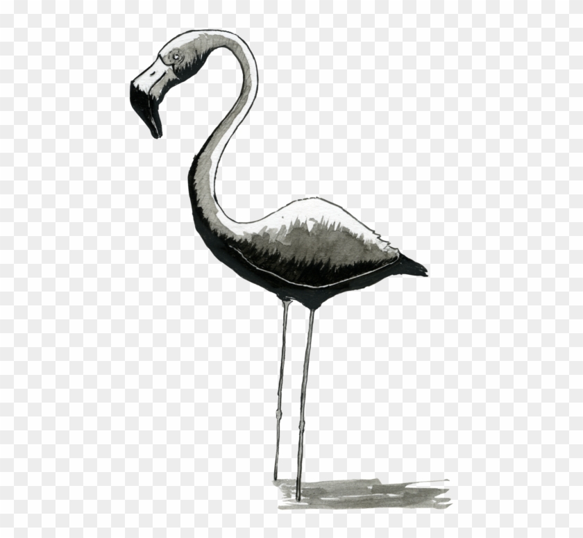 Logo Para Aitor Flamingos 4 - Greater Flamingo Clipart #4037546