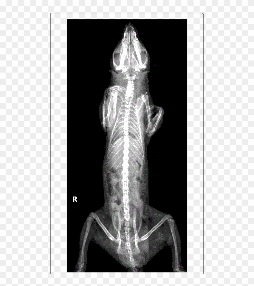 Entire Body Ventrodorsal Radiograph - Normal Opossum X Ray Clipart #4037970
