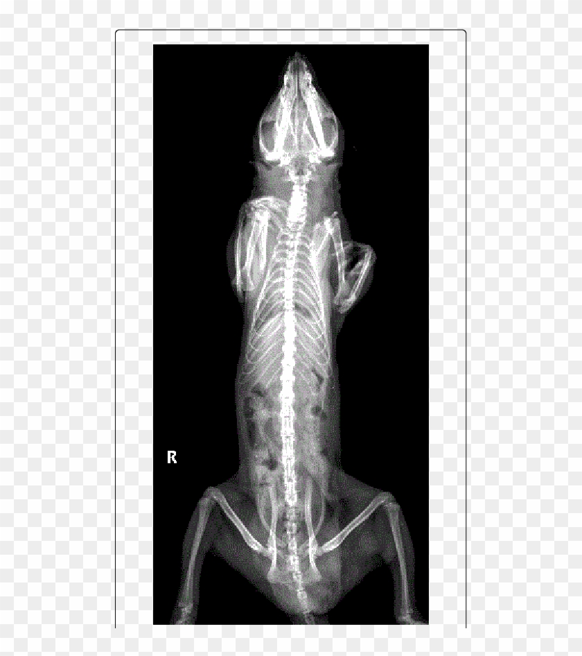 Entire Body Ventrodorsal Radiograph - Normal Opossum X Ray Clipart