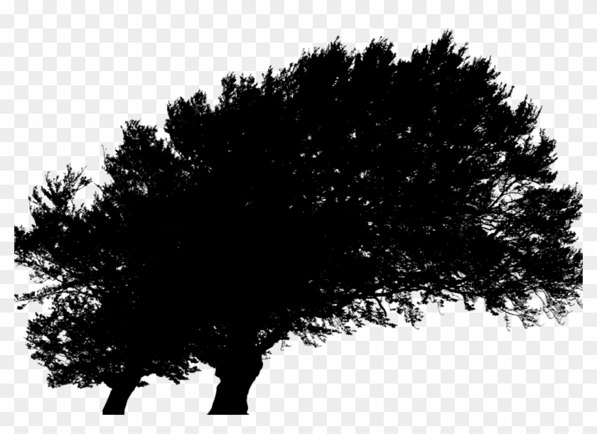 Branch Silhouette Ecology Leaf Description - Silhouette Clipart #4038766