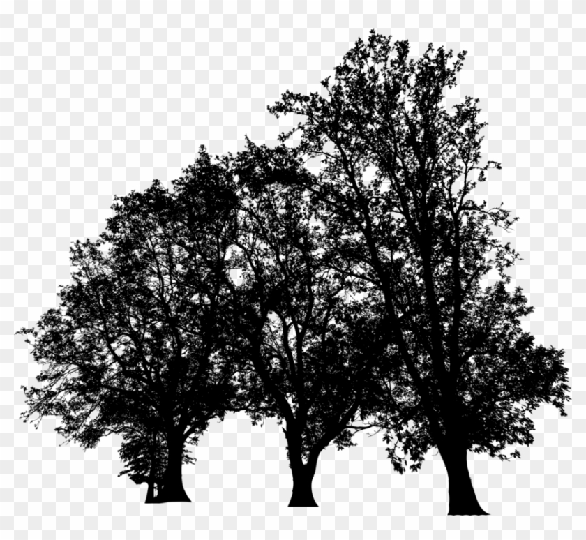 Black & White - Plane-tree Family Clipart #4045466