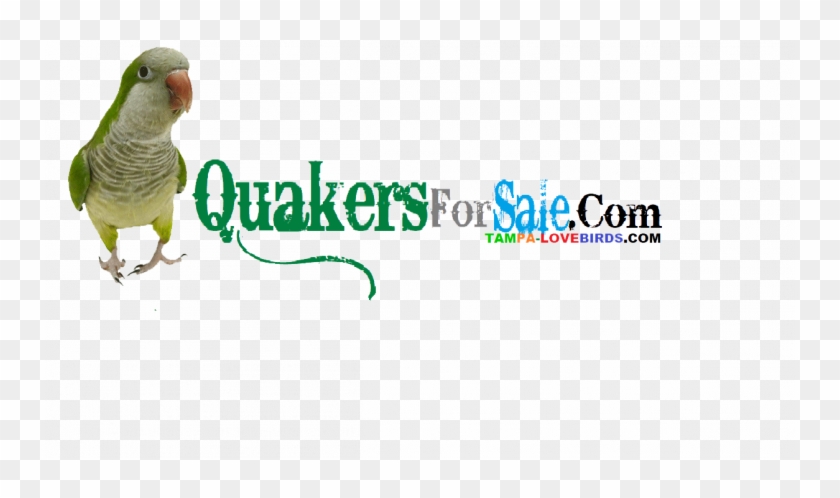 Quaker Parrot Clipart #4045539
