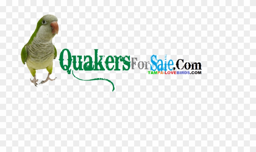 Quaker Parrot Clipart #4045539