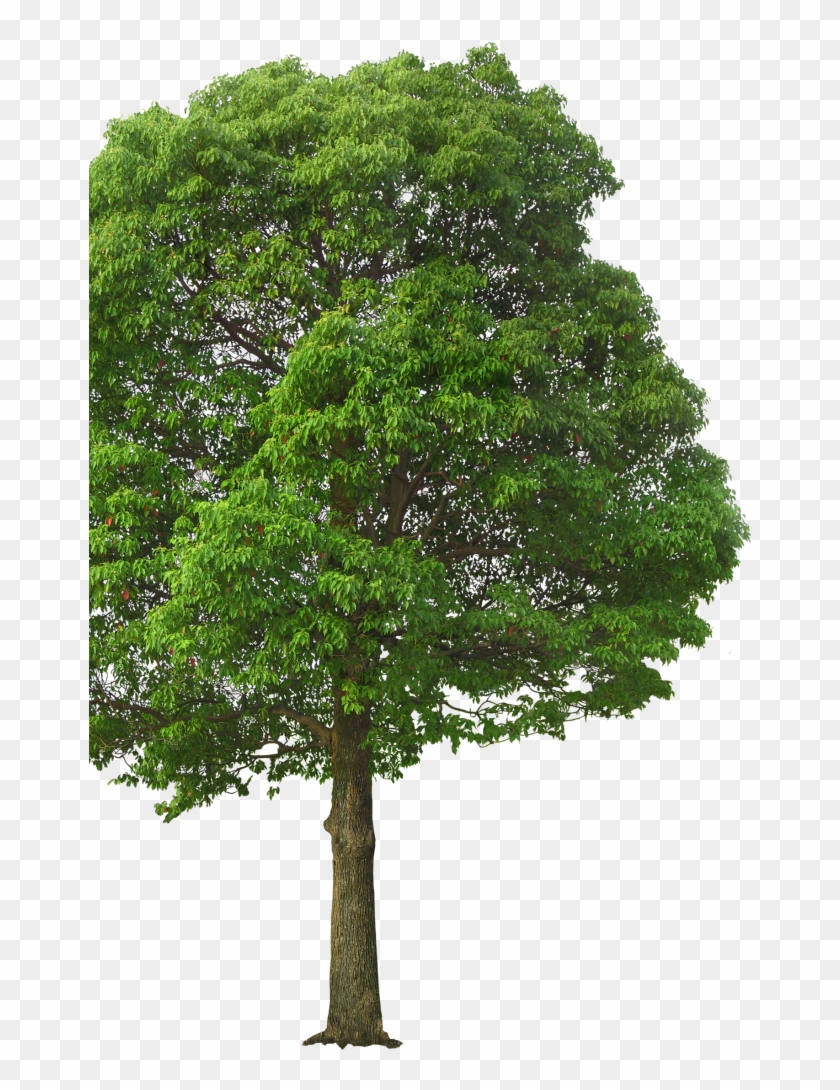 Tree - Tree Png Front View Clipart