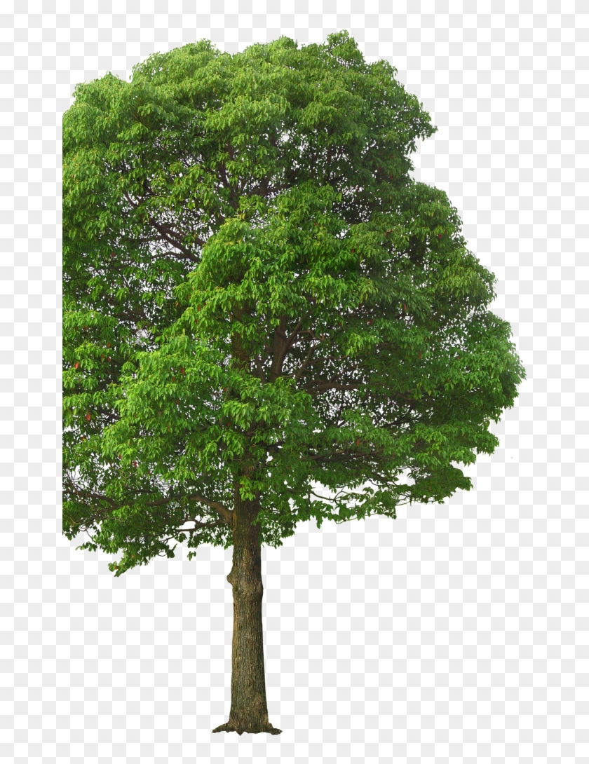 Tree - Tree Png Front View Clipart #4045865