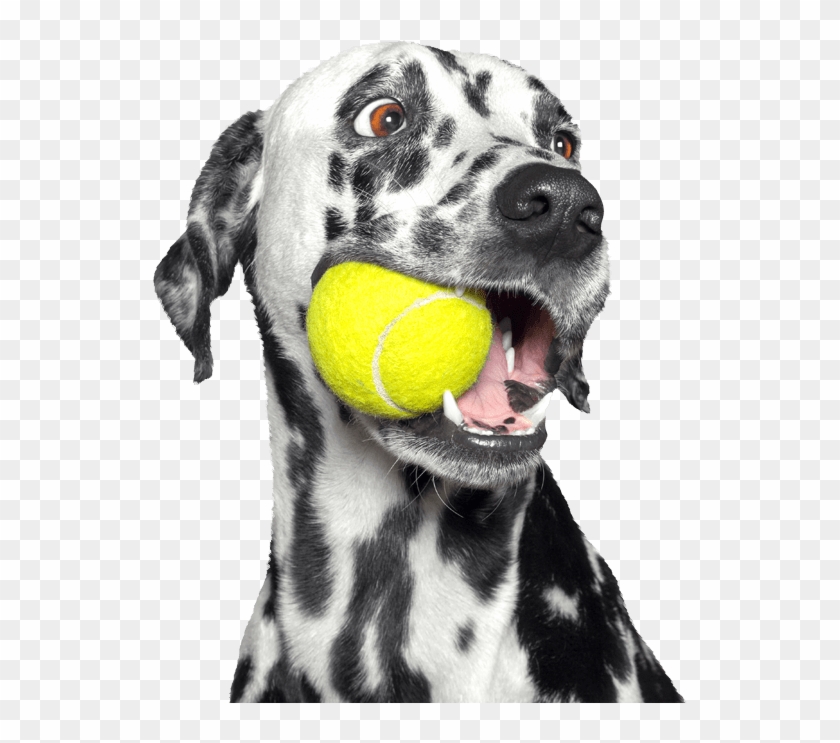 Dalmatian Dog Clipart #4046527