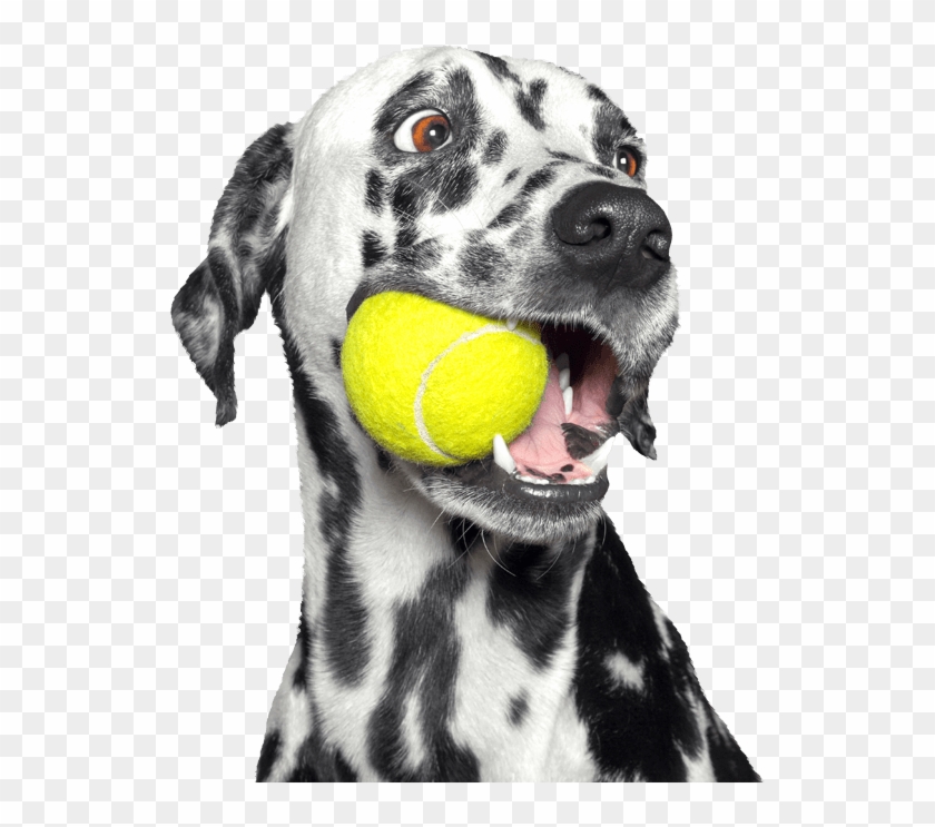 Dalmatian Dog Clipart