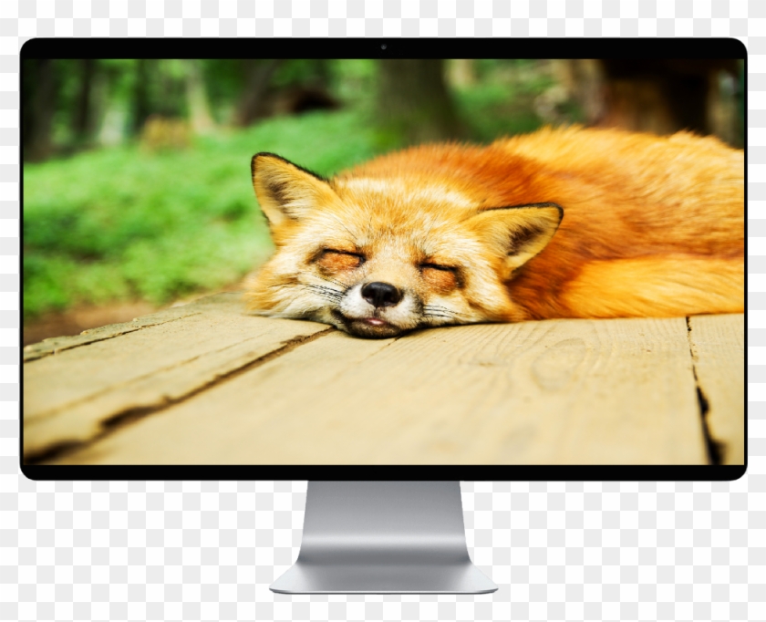 Fox Sleep Clipart