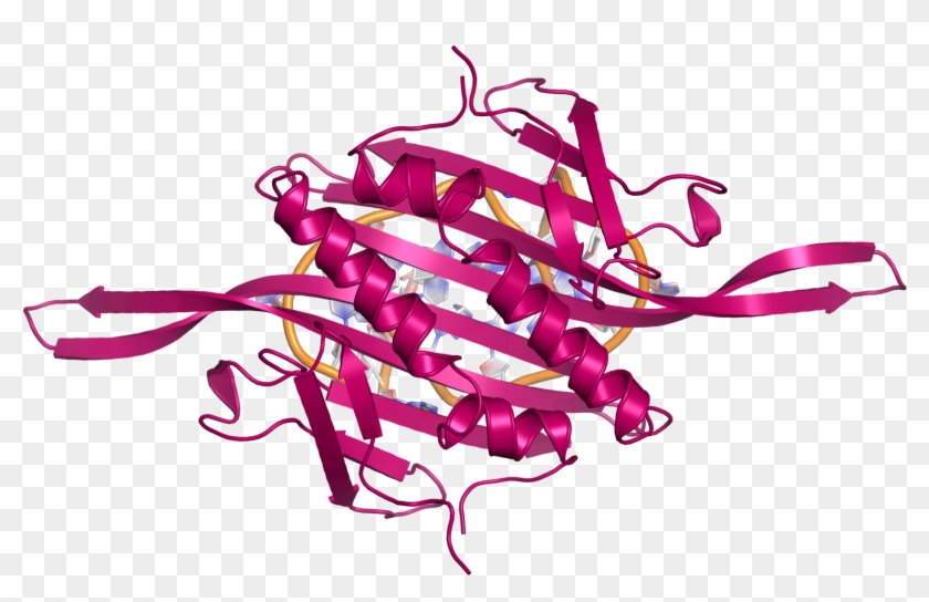 Ms2 Ccdimer Rna Topview - Illustration Clipart #4048879